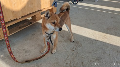 成約済の熊本県の豆柴-283945の8枚目