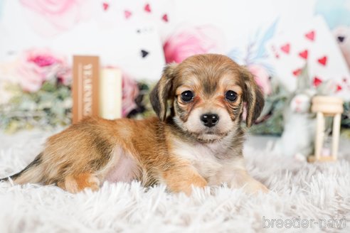 成約済の茨城県のチワックス:チワワ×ミニチュアダックスフンド-283957の4枚目