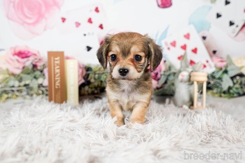 成約済の茨城県のチワックス:チワワ×ミニチュアダックスフンド-283957の5枚目