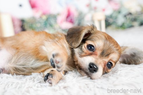 成約済の茨城県のチワックス:チワワ×ミニチュアダックスフンド-283957の2枚目