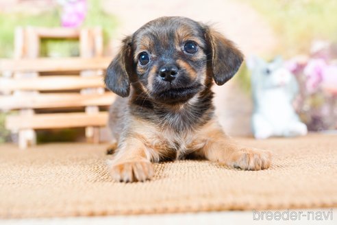 成約済の茨城県のチワックス:チワワ×ミニチュアダックスフンド-283961の3枚目