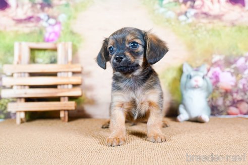成約済の茨城県のチワックス:チワワ×ミニチュアダックスフンド-283961の4枚目
