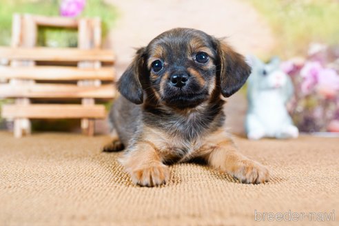 成約済の茨城県のチワックス:チワワ×ミニチュアダックスフンド-283961の5枚目