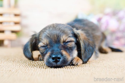 成約済の茨城県のチワックス:チワワ×ミニチュアダックスフンド-283961の2枚目