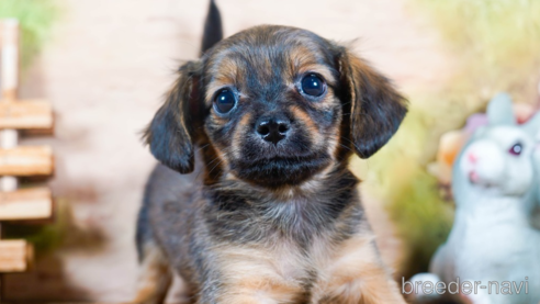 成約済の茨城県のチワックス:チワワ×ミニチュアダックスフンド-283961の1枚目