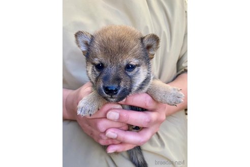 成約済の熊本県の柴犬-284005の2枚目