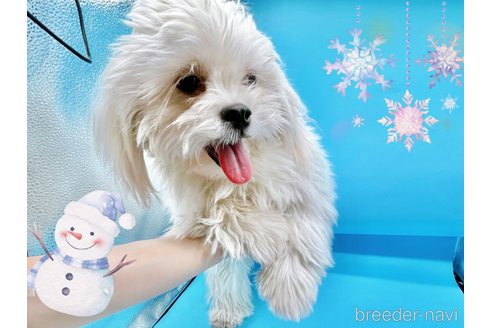 成約済の東京都のミックス犬-251970の2枚目