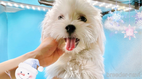 成約済の東京都のミックス犬-251970の1枚目