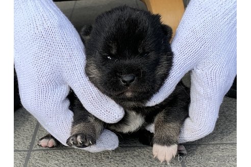 成約済の長崎県の柴犬-284060の1枚目