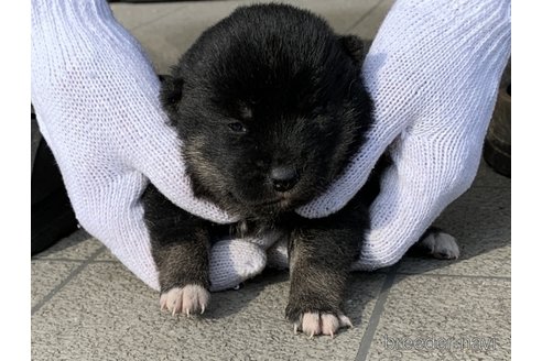 成約済の長崎県の柴犬-284061の4枚目