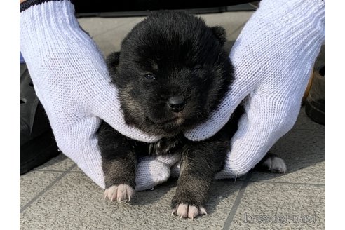 成約済の長崎県の柴犬-284061の2枚目