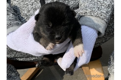 成約済の長崎県の柴犬-284063の2枚目