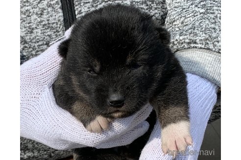 成約済の長崎県の柴犬-284063の1枚目