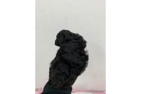 岡山県のトイプードル｜男の子・2023/10/31生まれ・ブラック(黒