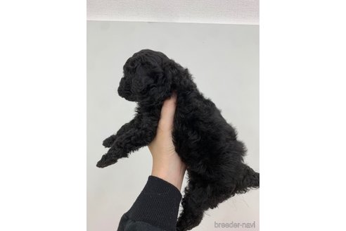 岡山県のトイプードル|男の子・2023/10/31生まれ・ブラック(黒 岡山県のトイプードル|男の子・2023/10/31生まれ・ブラック(黒