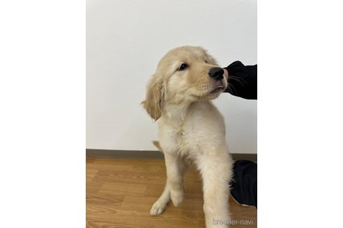 成約済の岡山県のゴールデンレトリーバー-284124の7枚目