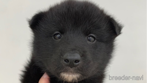 成約済の岡山県のその他の犬種-284131の1枚目