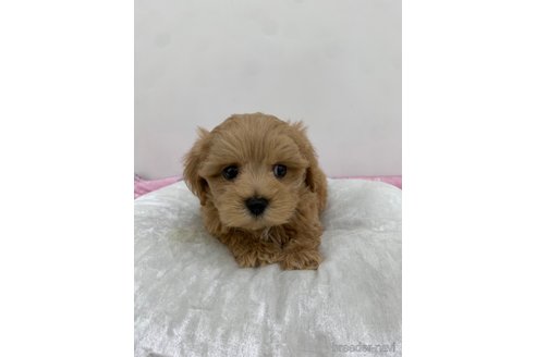 成約済の岡山県のマルプー:マルチーズ×トイプードル-284132の4枚目