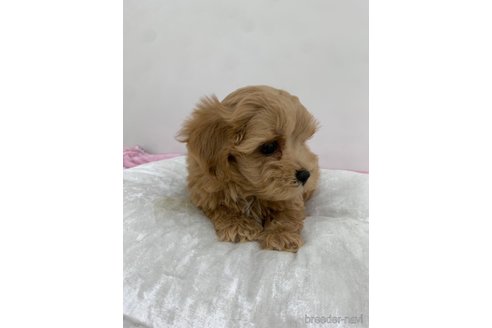 成約済の岡山県のマルプー:マルチーズ×トイプードル-284132の8枚目