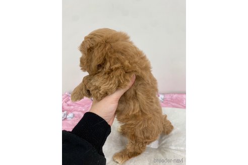 成約済の岡山県のマルプー:マルチーズ×トイプードル-284132の3枚目