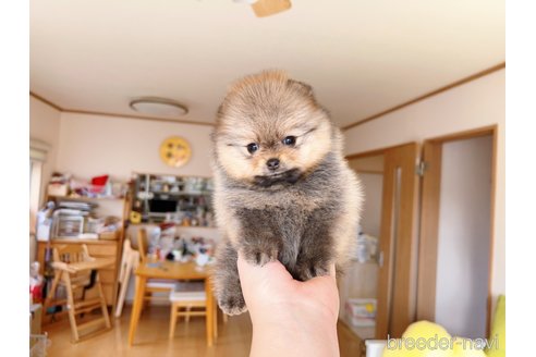 成約済の岐阜県のポメラニアン-281493の13枚目