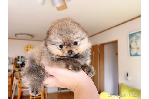 成約済の岐阜県のポメラニアン-281493の5枚目