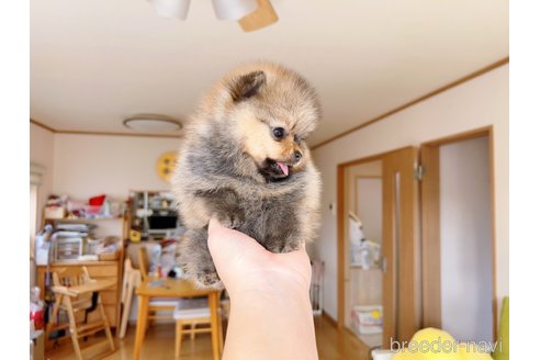 成約済の岐阜県のポメラニアン-281493の9枚目