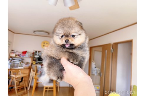 成約済の岐阜県のポメラニアン-281493の8枚目