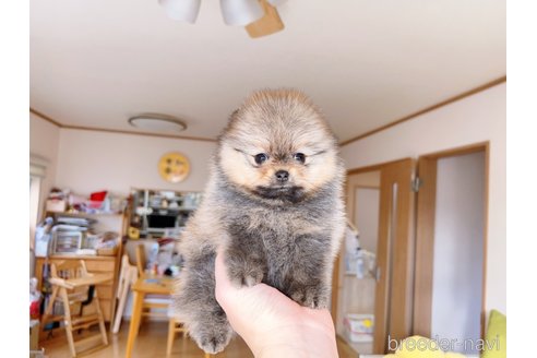 成約済の岐阜県のポメラニアン-281493の7枚目