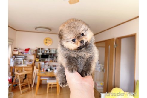 成約済の岐阜県のポメラニアン-281493の3枚目