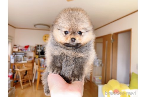 成約済の岐阜県のポメラニアン-281493の2枚目