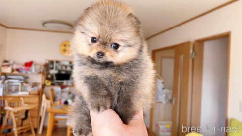 成約済の岐阜県のポメラニアン-281493の1枚目