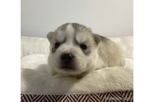 成約済の神奈川県のシベリアンハスキー-284165の5枚目