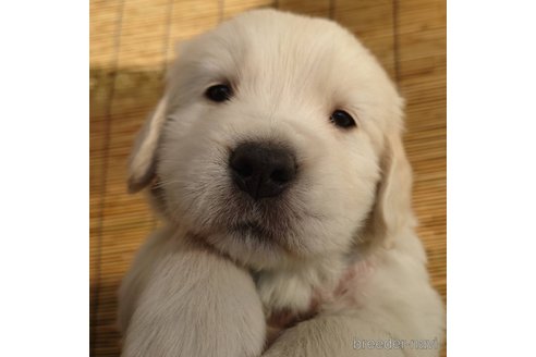 成約済の長野県のゴールデンレトリーバー-281769の4枚目