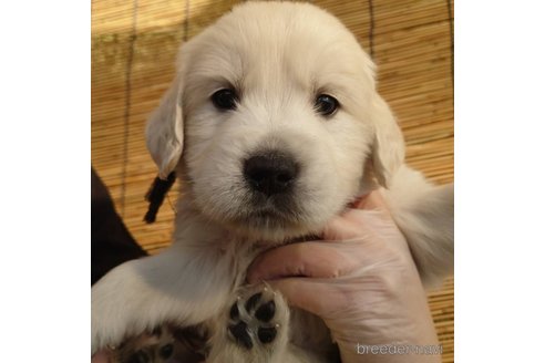 成約済の長野県のゴールデンレトリーバー-281769の3枚目