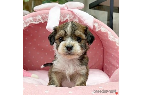 成約済の大阪府のミックス犬-284203の1枚目