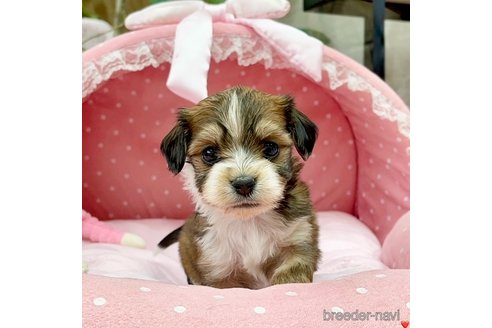 成約済の大阪府のミックス犬-284203の4枚目