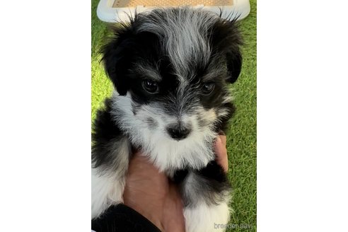 成約済の福岡県のチワマル:チワワ×マルチーズ-281835の2枚目