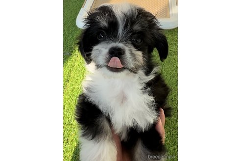 成約済の福岡県のチワマル:チワワ×マルチーズ-281835の3枚目