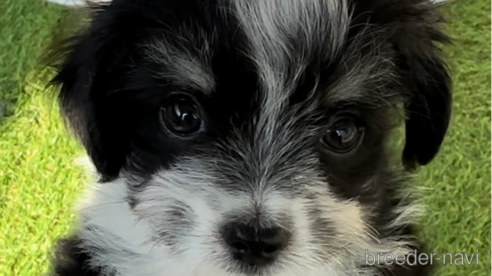 成約済の福岡県のチワマル:チワワ×マルチーズ-281835の1枚目