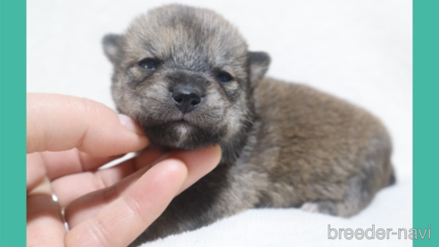成約済の岡山県の柴犬-284208の16枚目