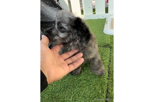 成約済の福岡県のダップー:ミニチュアダックスフンド×トイプードル-276907の3枚目