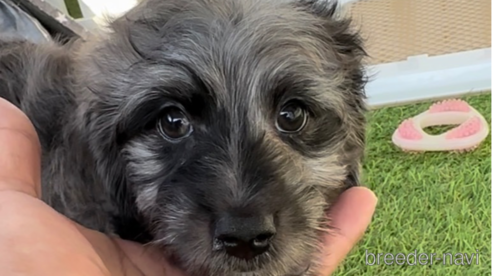 成約済の福岡県のダップー:ミニチュアダックスフンド×トイプードル-276907の1枚目