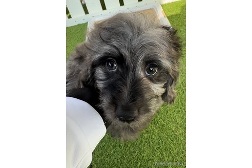 成約済の福岡県のダップー:ミニチュアダックスフンド×トイプードル-276907の2枚目