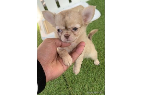 成約済の福岡県のチワワ(ロングコート)-281198の7枚目