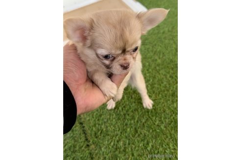 成約済の福岡県のチワワ(ロングコート)-281198の8枚目