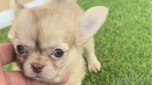 成約済の福岡県のチワワ(ロングコート)-281198の5枚目