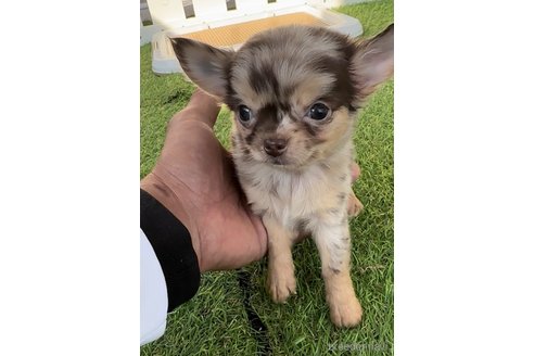 成約済の福岡県のチワワ(ロングコート)-281606の2枚目