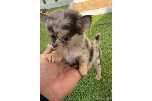 成約済の福岡県のチワワ(ロングコート)-281606の3枚目