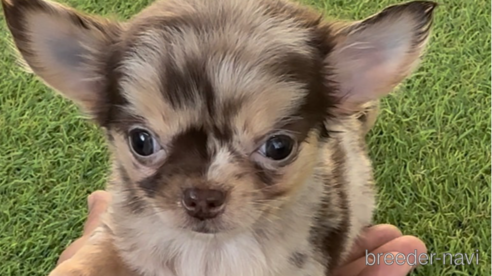 成約済の福岡県のチワワ(ロングコート)-281606の1枚目